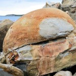 Osmington Mills Dorset Rounded Nodule