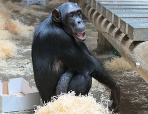 Monkey World Ape Rescue Centre