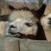 Llama Camelids Glynde