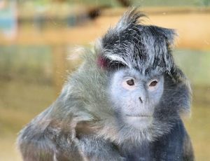 Howletts Wild Animal Park Safari Zoo Aspinall Foundation Kent
