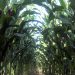 Maize Crop Swanborough Lewes