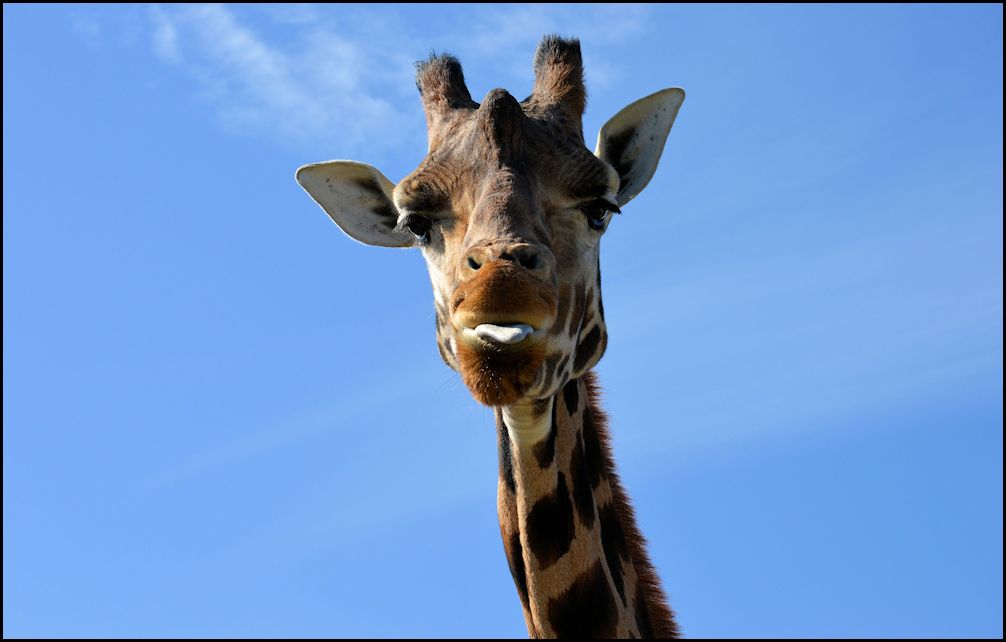 Port Lympne Reserve Safari Kent