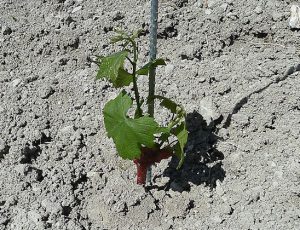 Vineyard Field Of Tubes
