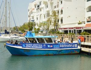 Dolphin Safari Gibraltar