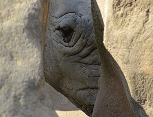 Barcelona Zoo Spain